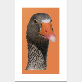 Neck Up Photograph Portrait Of A Geeky Looking Brown Duck Posters and Art